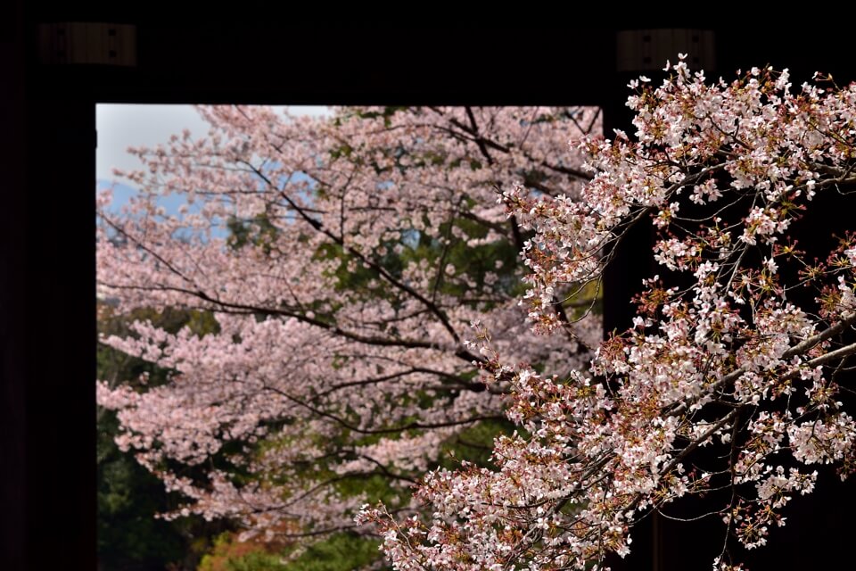 醍醐寺・霊物館の桜満開写真