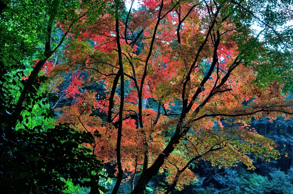 金剛輪寺の紅葉写真