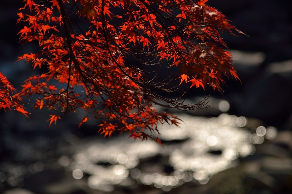 香嵐渓の紅葉写真