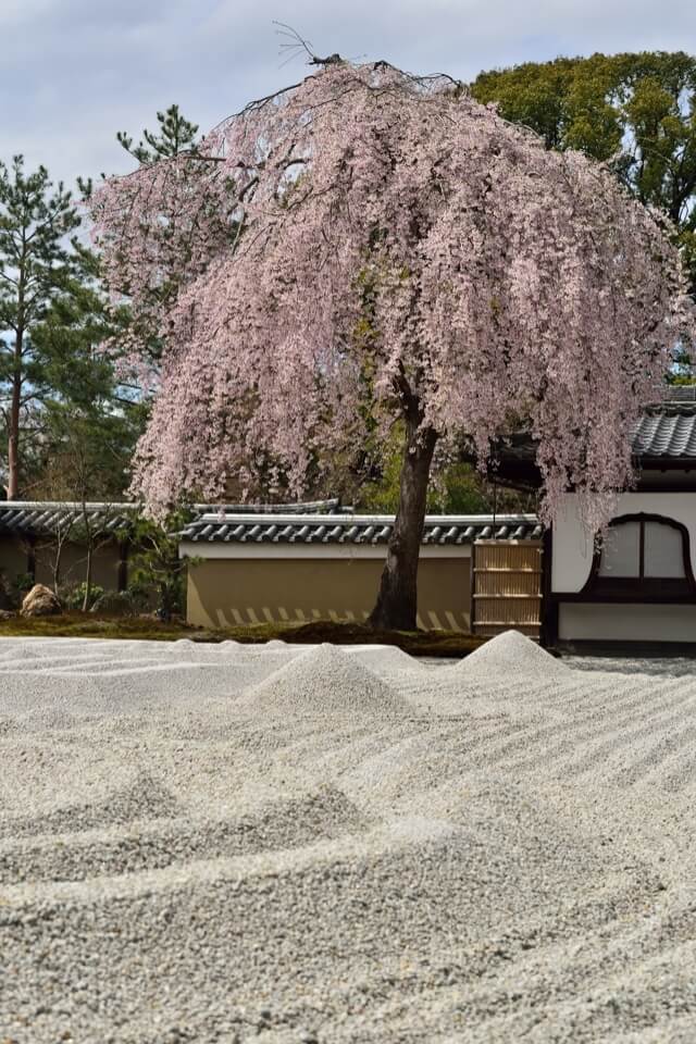 高台寺「ねねの枝垂れ桜」の写真