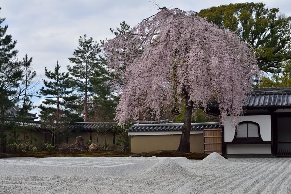 高台寺「ねねの枝垂れ桜」の写真