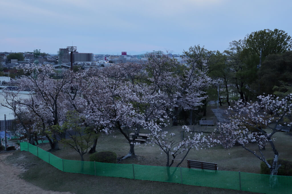 三好池の桜名所写真