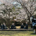 五色園の桜写真