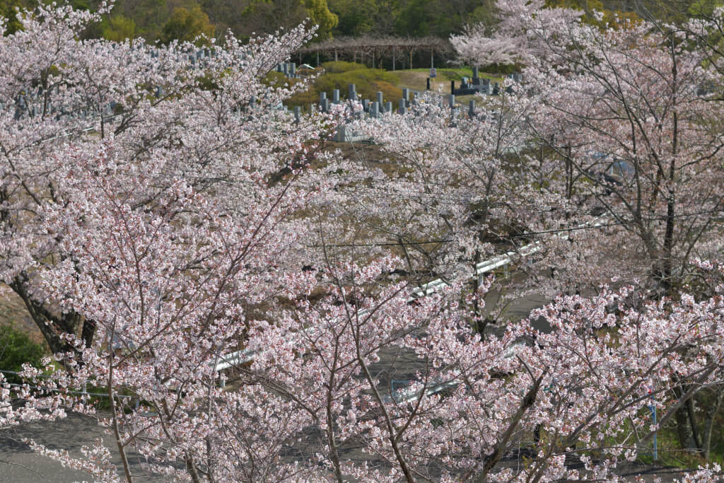 五色園の桜写真