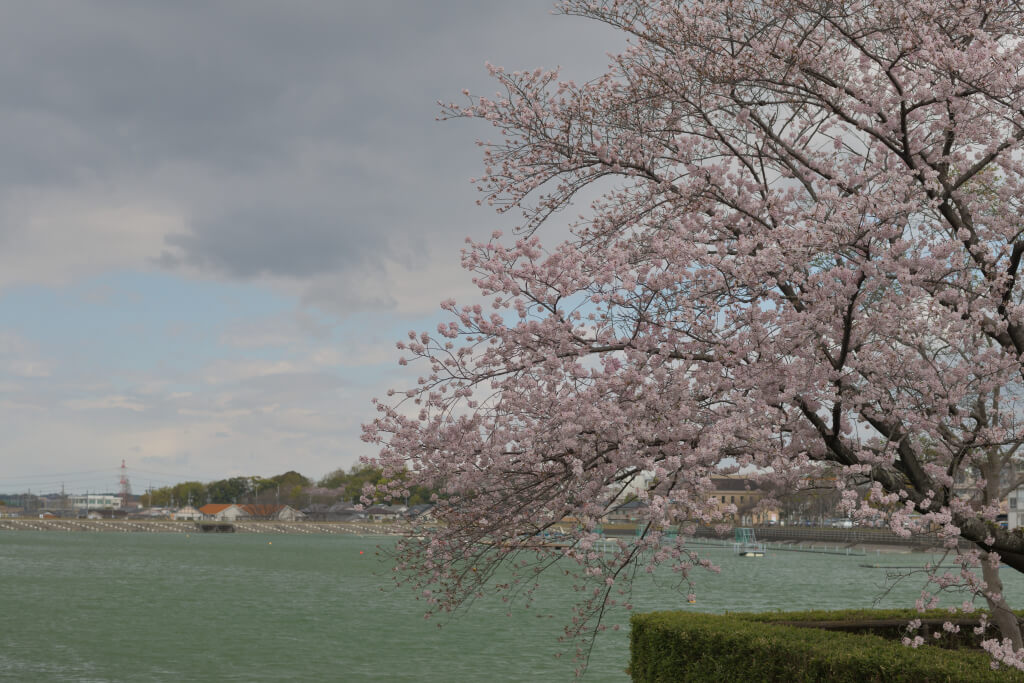 保田ヶ池公園の桜写真