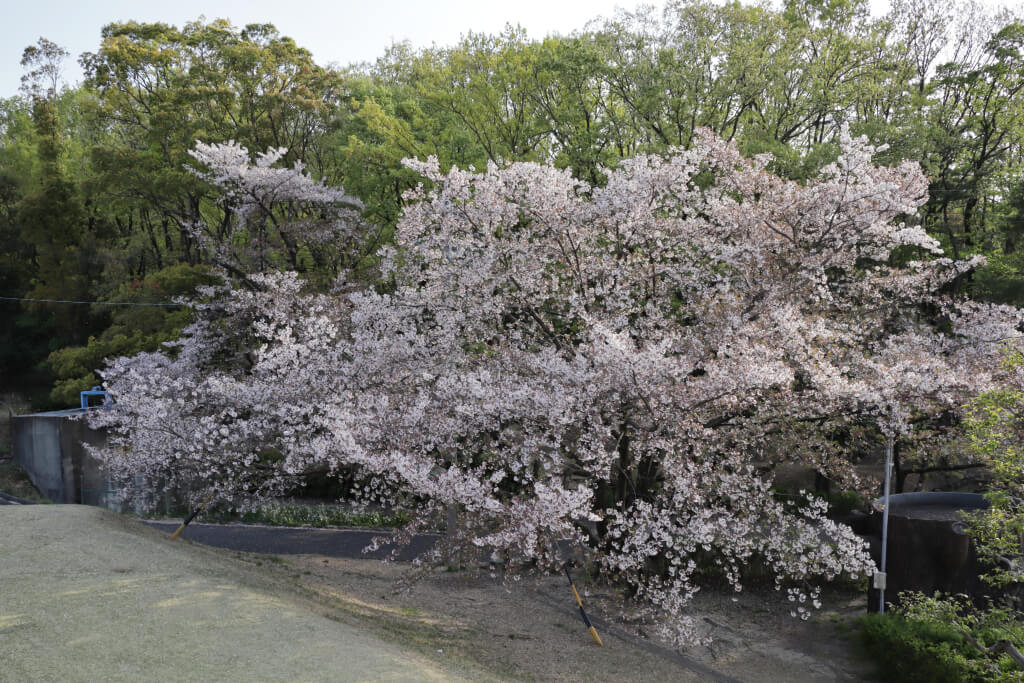 保田ヶ池公園の桜写真