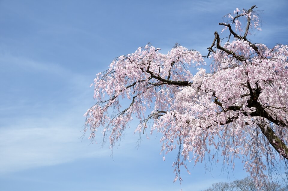 円山公園の枝垂れ桜写真
