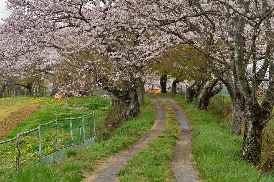 勘八牧場の桜写真