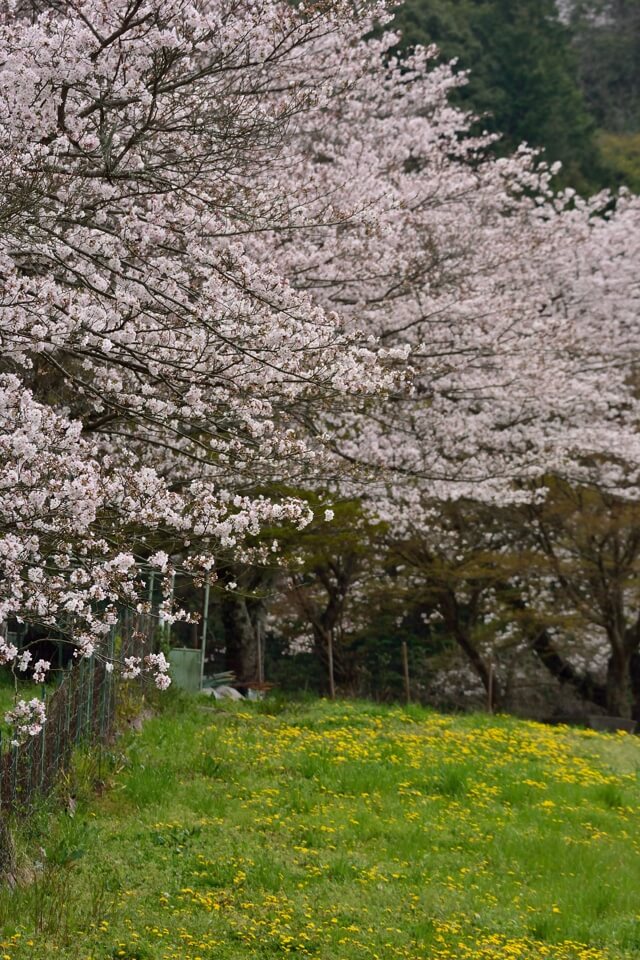 勘八牧場の桜写真