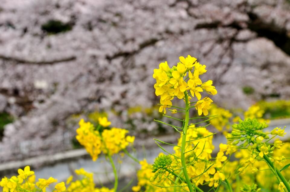 山科疎水の桜写真