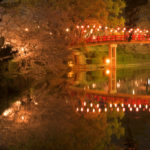 岡崎城公園の夜桜写真