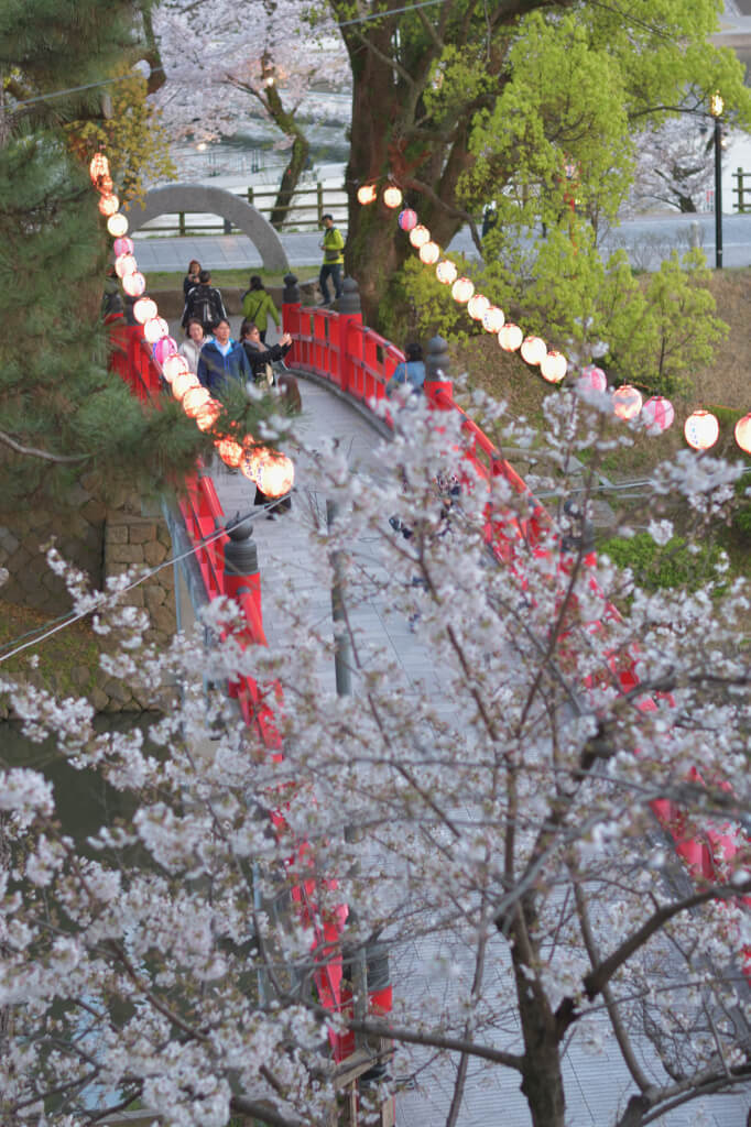 岡崎城公園の夜桜写真