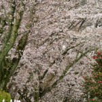 平戸橋公園の桜写真