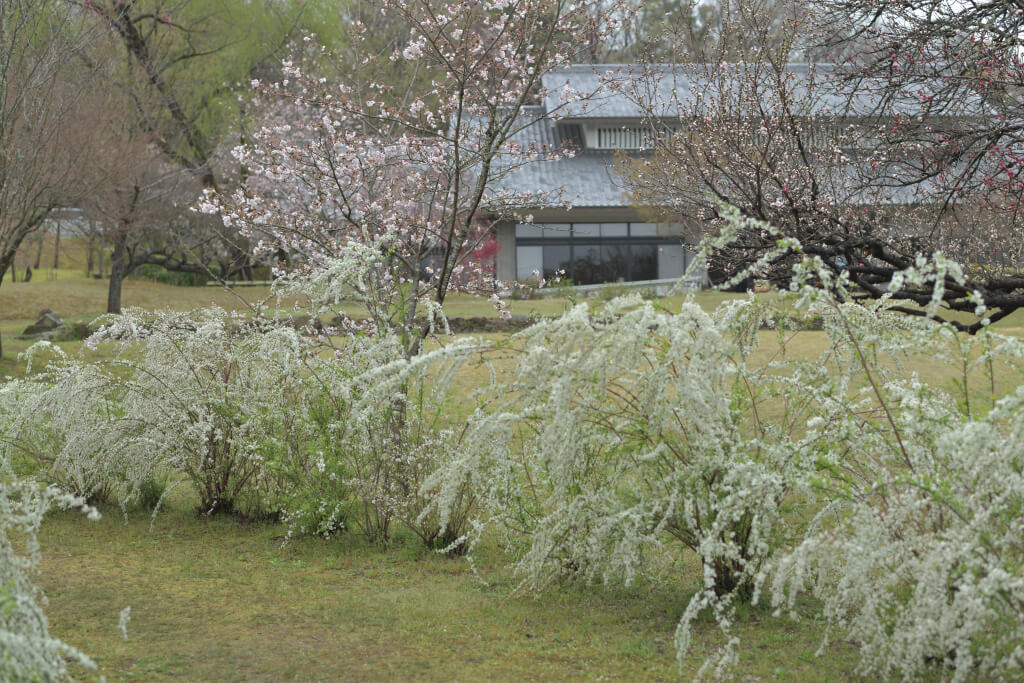 平戸橋公園の桜写真