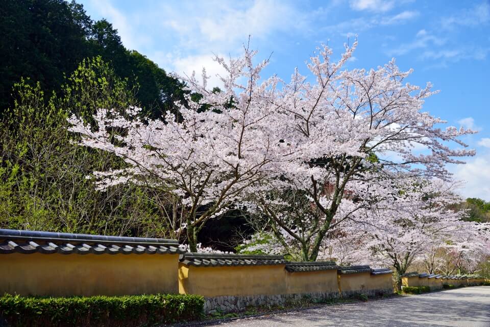 松平郷・高月院の桜写真