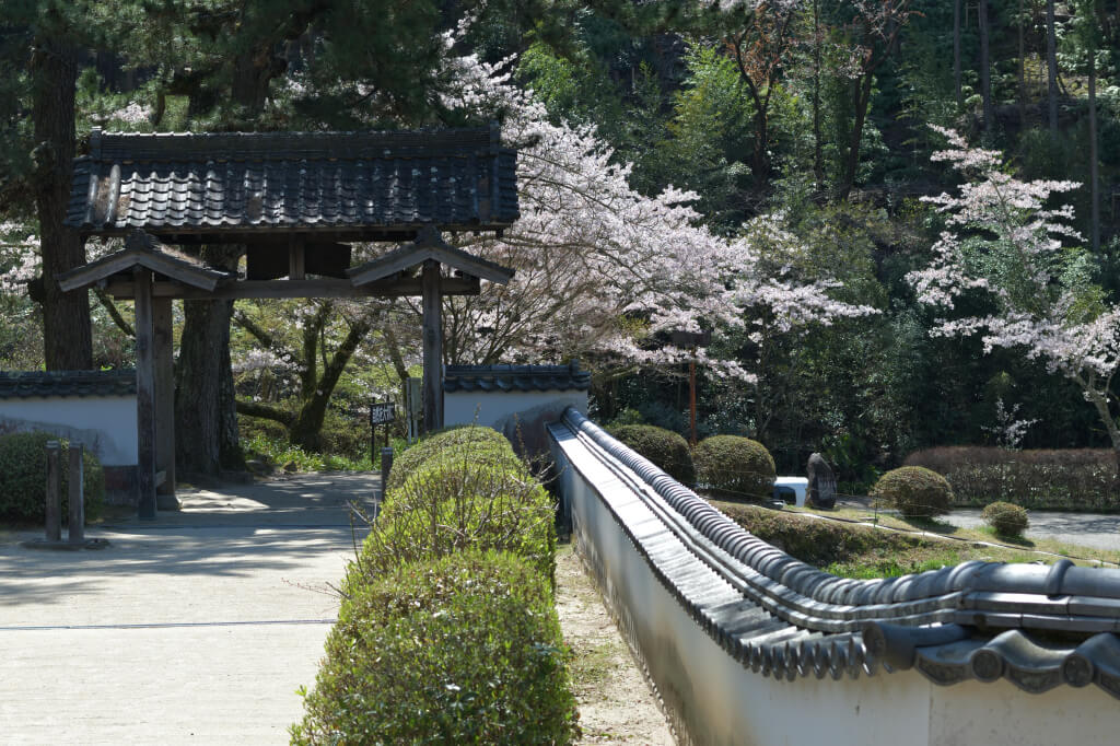 松平郷高月院の桜写真