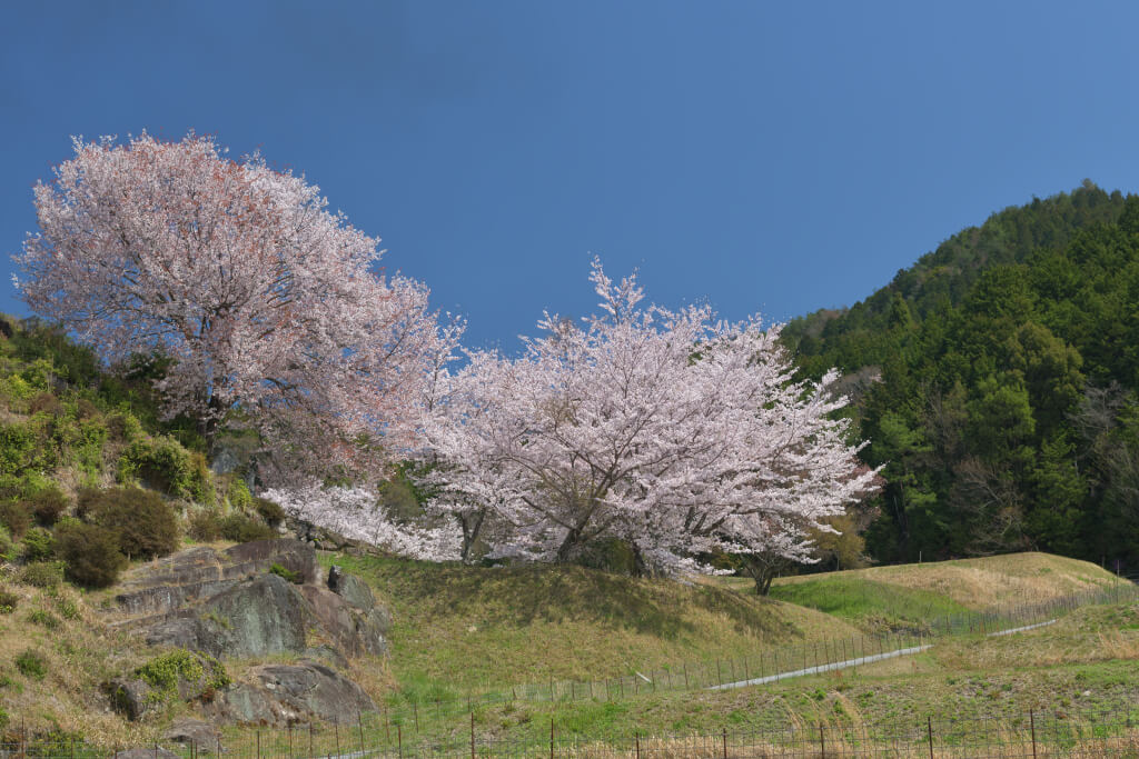 松平郷高月院の桜写真