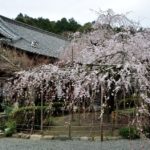 毘沙門堂の桜写真