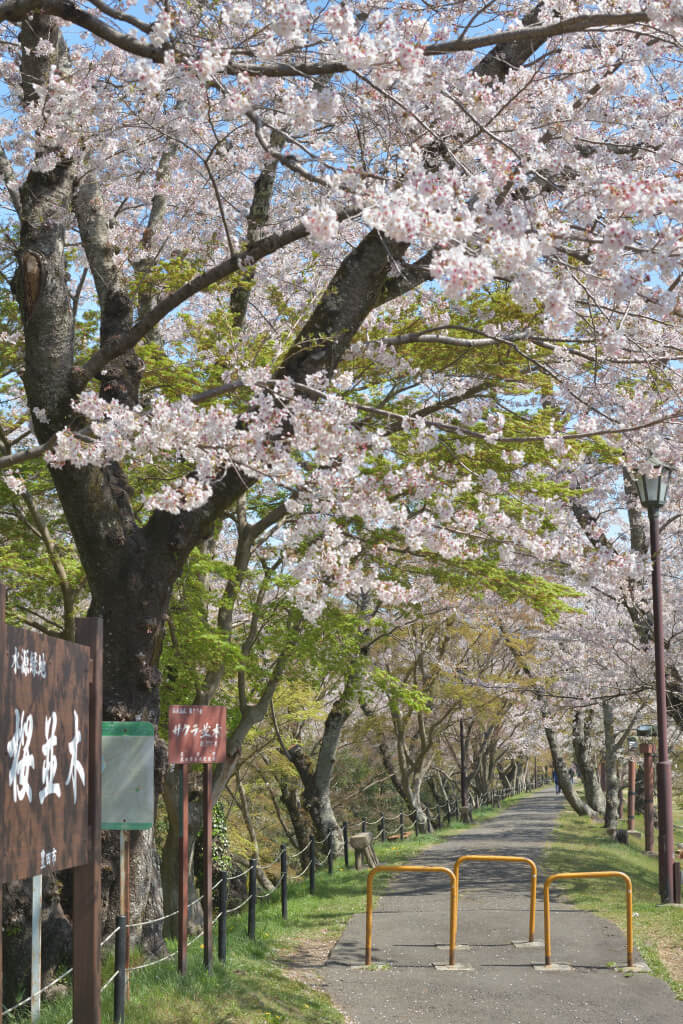 水源公園の桜並木写真