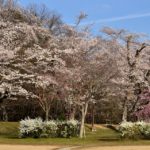 水源公園の桜写真
