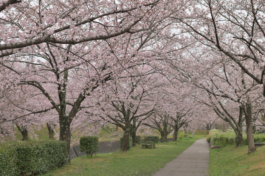 水無瀬川緑道の桜写真
