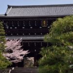 知恩院三門の桜写真