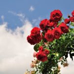 花フェスタ記念公園バラ写真