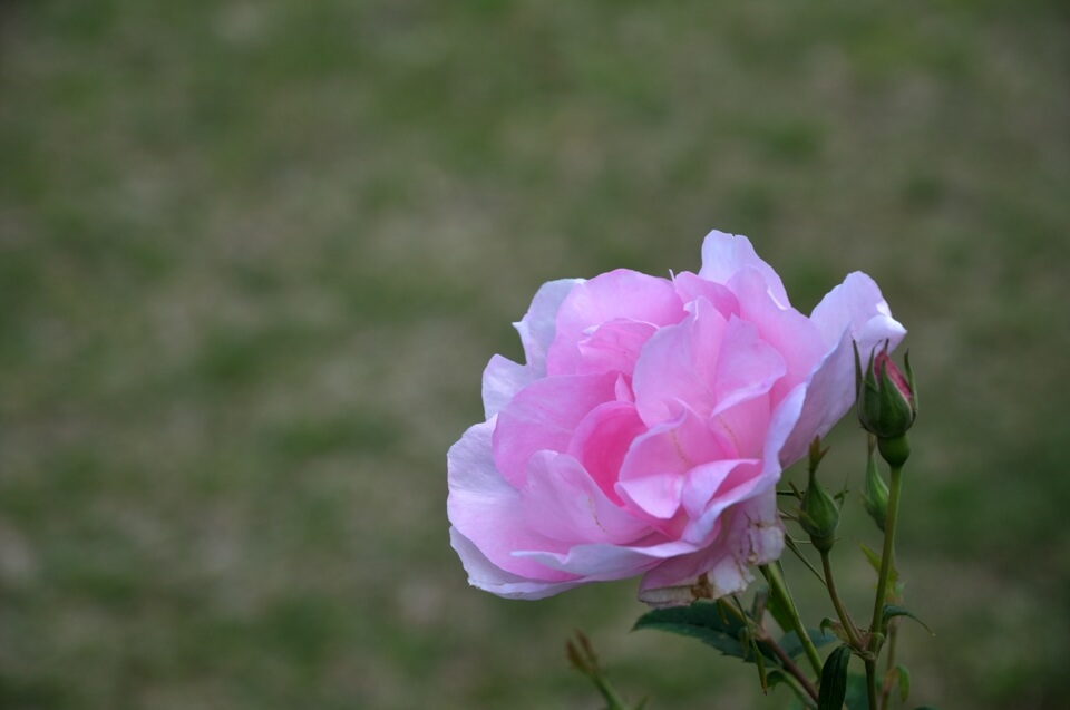 花フェスタ記念公園バラ写真