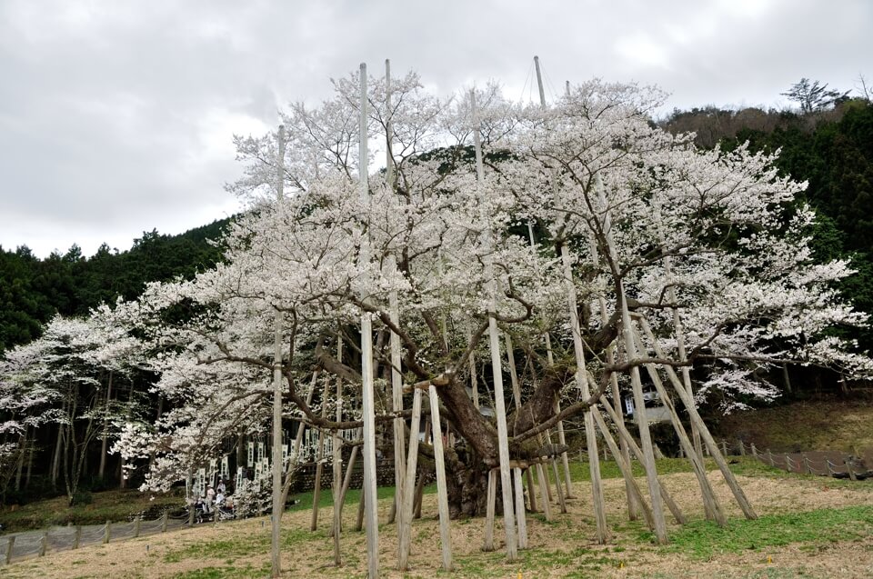 薄墨桜の満開写真