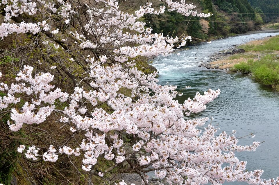 薄墨桜の満開写真