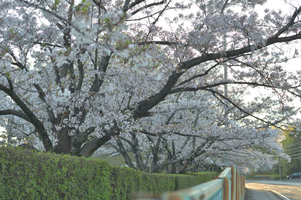 豊田市公設地方卸売市場の桜写真
