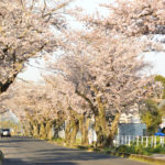 豊田高専の桜トンネル写真