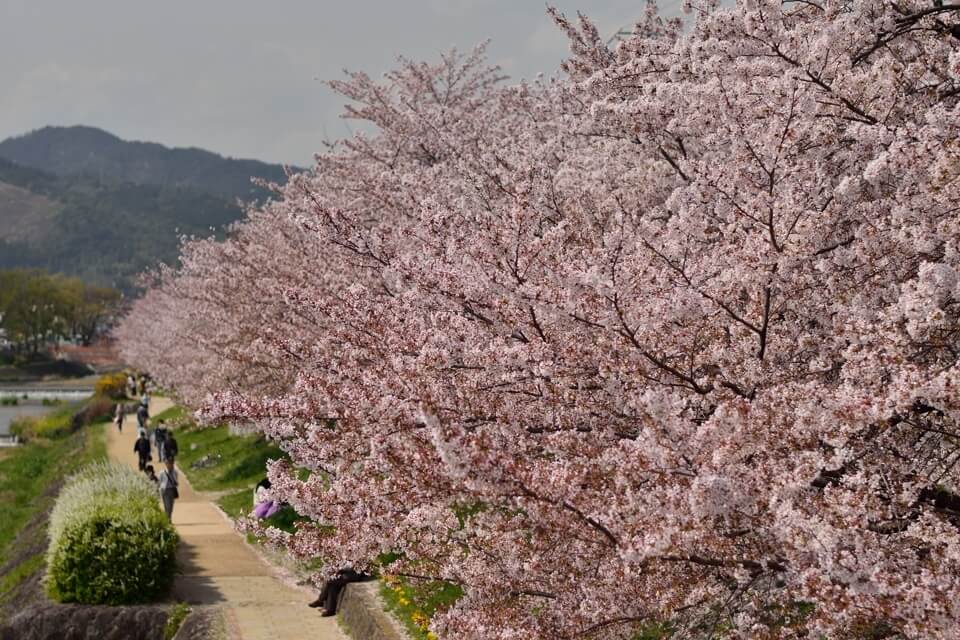 賀茂川の桜並木写真