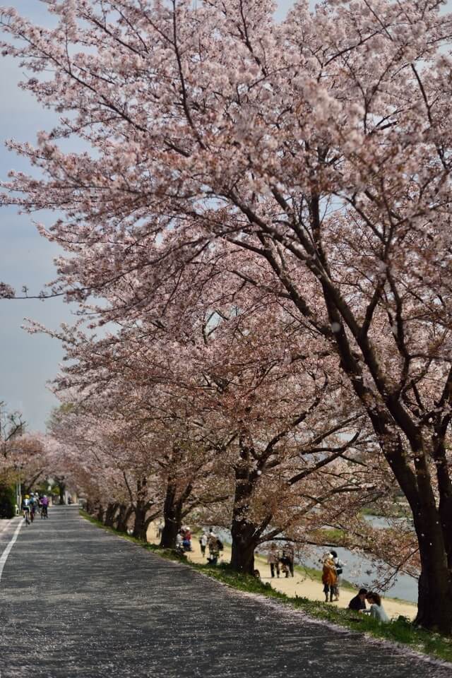 賀茂川の桜並木写真
