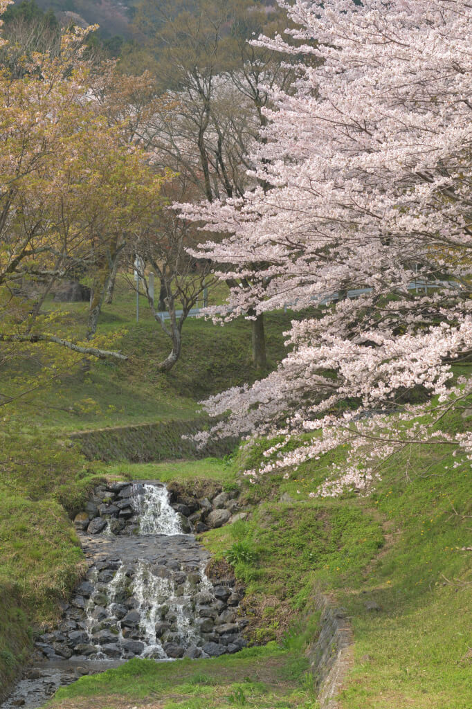 霞間ヶ渓公園の桜写真