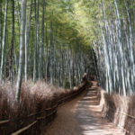 嵐山竹林の小径写真