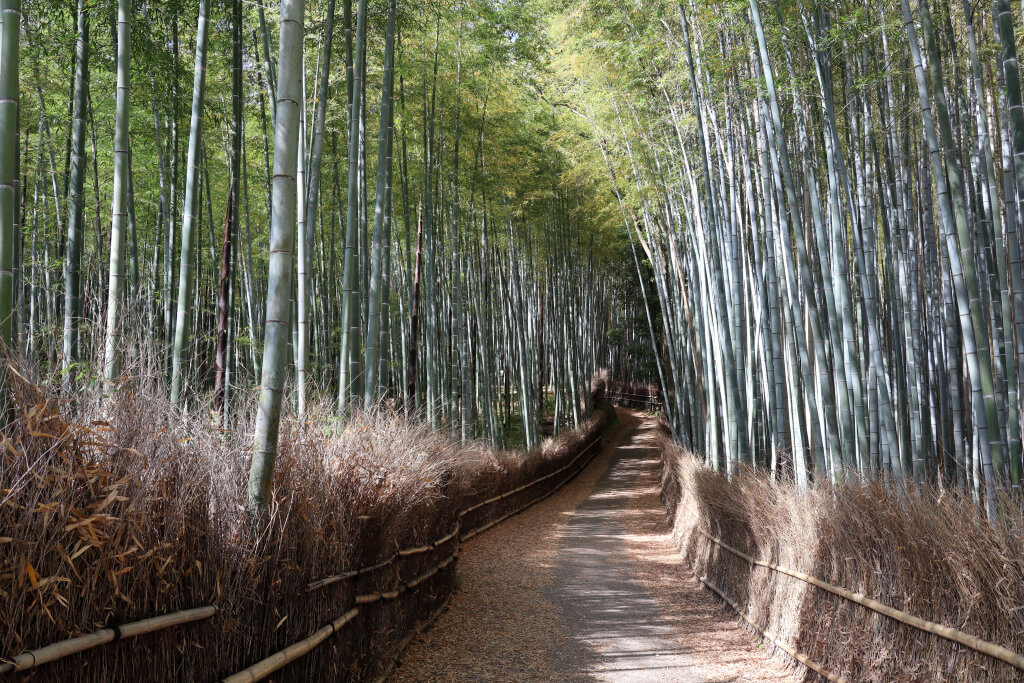 嵐山竹林の小径写真