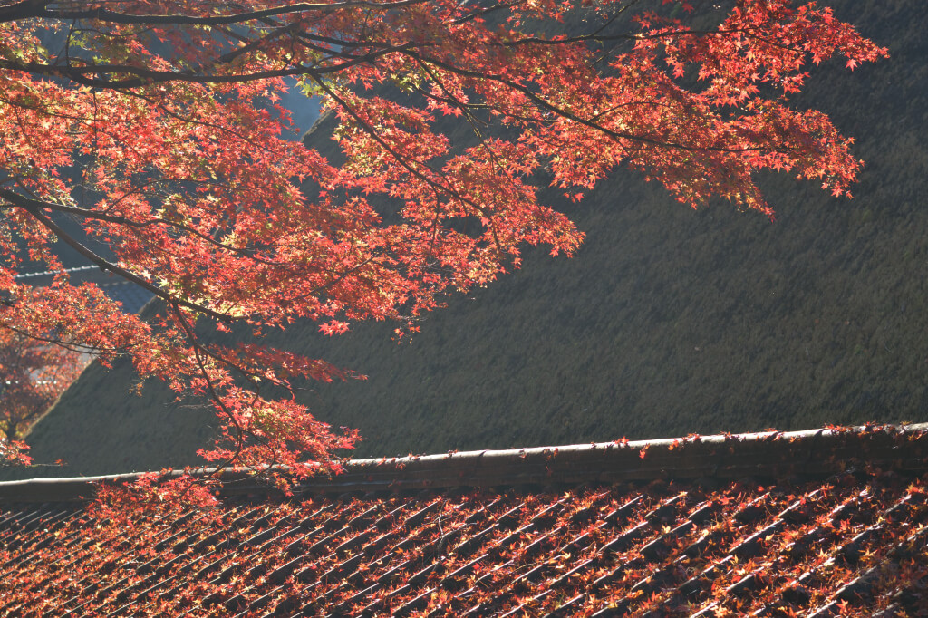 香嵐渓紅葉写真撮影