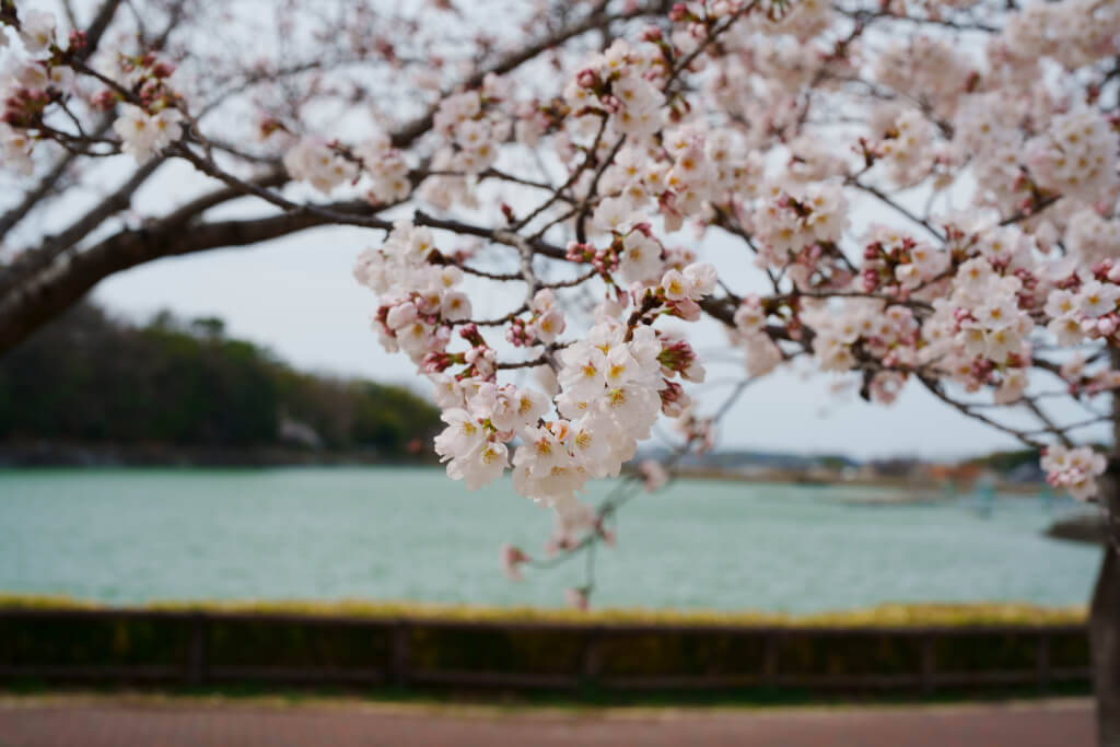 保田ヶ池公園ぼたがいけ桜