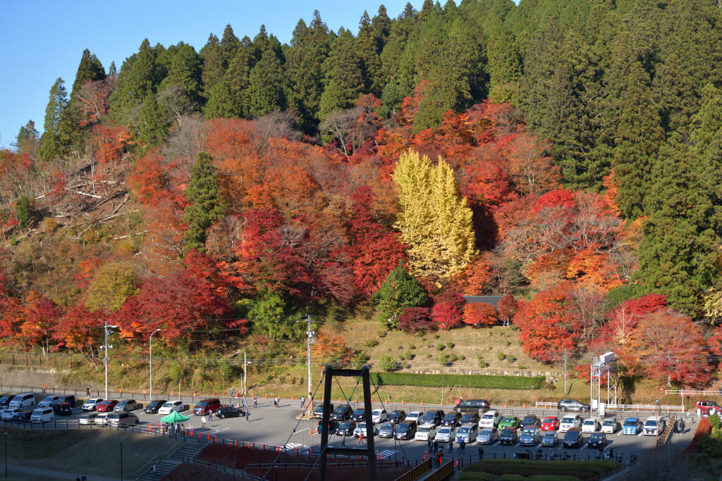 大井平公園の紅葉写真