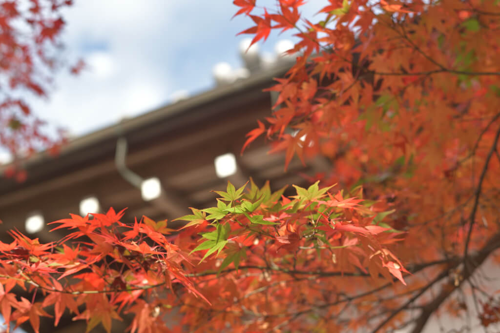 常寂光寺紅葉写真