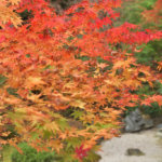 二尊院紅葉写真