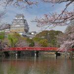 姫路城の桜写真