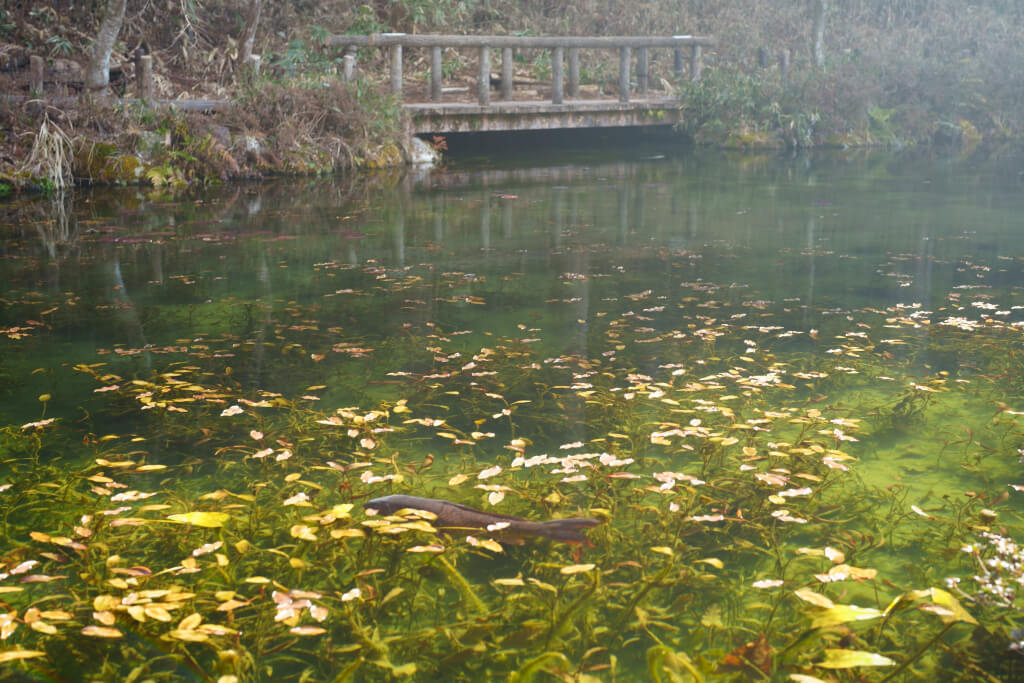 モネの池と板取川写真