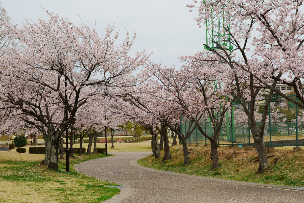 三好池桜の写真