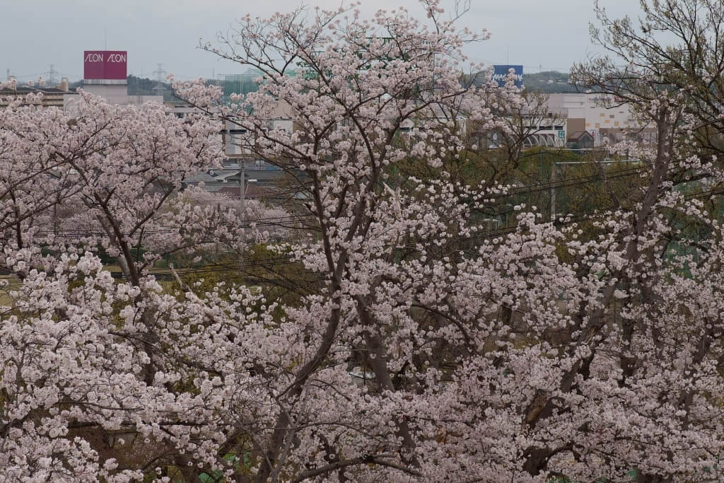 三好池桜の写真
