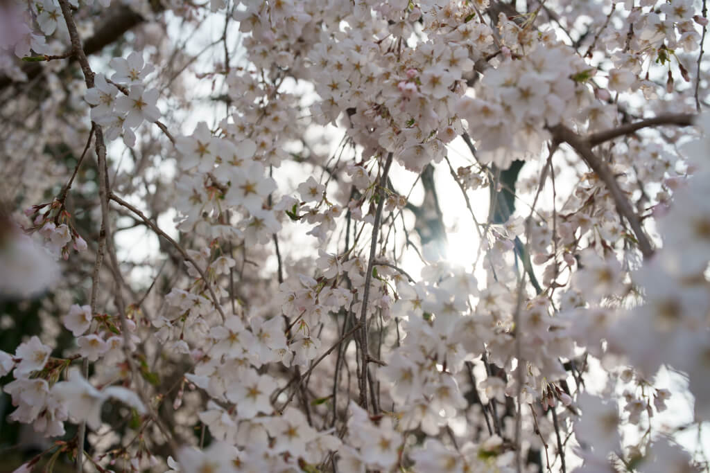 奥山田枝垂桜の写真