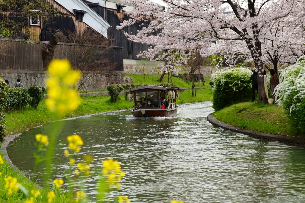 伏見十石舟の桜写真