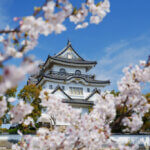 岸和田城の桜写真