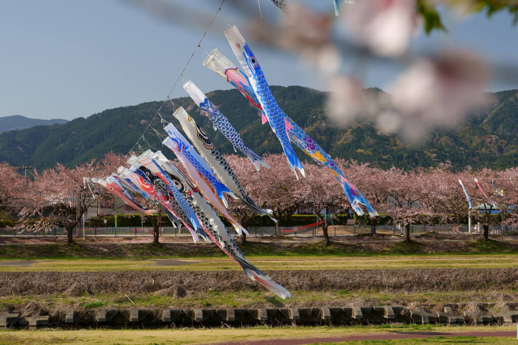 相川水辺公園の鯉のぼりと桜写真
